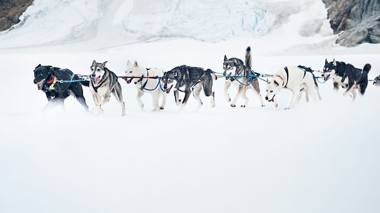 6 Facts About Dog Sledding & Its History