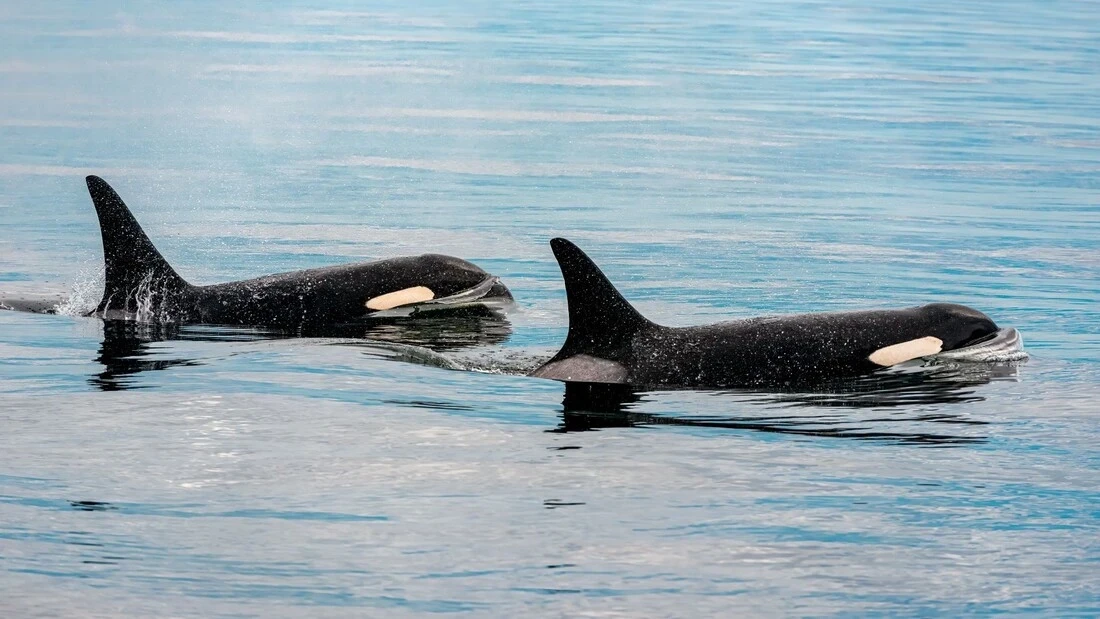 MSC Recognized in Conservation Initiative to Protect Endangered Southern Resident Killer Whales in Washington State